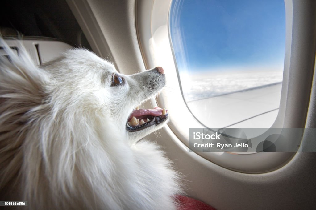 Pet Travel Plans